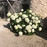 Σπίτι διακοπών Le De La Maison Des Chats - En Quercy Saint-Amans-du-Pech