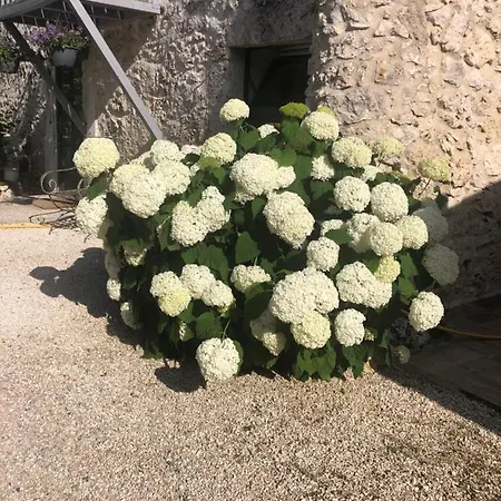 Semesterbostad Le De La Maison Des Chats - En Quercy Saint-Amans-du-Pech