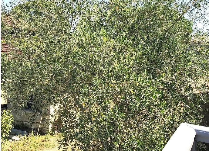 Dom wakacyjny Le De La Maison Des Chats - En Quercy *