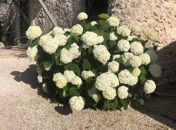 Hébergement de vacances Le De La Maison Des Chats - En Quercy Saint-Amans-du-Pech